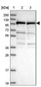 Unc-45 Myosin Chaperone A antibody, NBP2-13506, Novus Biologicals, Western Blot image 