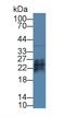 Growth factor antibody, MBS2027701, MyBioSource, Western Blot image 