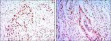 Cell Division Cycle 27 antibody, NBP1-51620, Novus Biologicals, Immunohistochemistry frozen image 