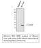 DNA Damage Inducible Transcript 3 antibody, STJ97774, St John