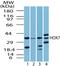 Msh Homeobox 1 antibody, PA5-23176, Invitrogen Antibodies, Western Blot image 