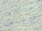 Insulin Like Growth Factor Binding Protein 1 antibody, CSB-PA08419A0Rb, Cusabio, Immunohistochemistry frozen image 