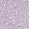 Calpain 9 antibody, HPA020398, Atlas Antibodies, Immunohistochemistry frozen image 