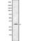 Taste 2 Receptor Member 41 antibody, PA5-67747, Invitrogen Antibodies, Western Blot image 