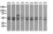 Ring Finger Protein 39 antibody, LS-C174577, Lifespan Biosciences, Western Blot image 