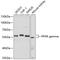 Peroxisome Proliferator Activated Receptor Gamma antibody, 13-118, ProSci, Western Blot image 