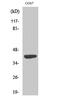 Mitochondrial Ribosomal Protein S22 antibody, PA5-51014, Invitrogen Antibodies, Western Blot image 