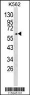 Glypican 4 antibody, PA5-72360, Invitrogen Antibodies, Western Blot image 