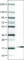 RNA Binding Motif Protein 3 antibody, AMAb90655, Atlas Antibodies, Western Blot image 