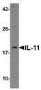 Interleukin 11 antibody, TA355013, Origene, Western Blot image 