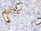 Indoleamine 2,3-Dioxygenase 1 antibody, PA5-79437, Invitrogen Antibodies, Immunohistochemistry paraffin image 