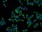 Serpin Family A Member 10 antibody, 11851-1-AP, Proteintech Group, Immunofluorescence image 