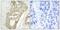 Protein Kinase C Delta antibody, GTX50314, GeneTex, Immunohistochemistry paraffin image 