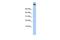 Coatomer subunit alpha antibody, GTX45827, GeneTex, Western Blot image 