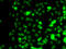 SECIS Binding Protein 2 antibody, 22-448, ProSci, Immunofluorescence image 