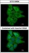 PH Domain And Leucine Rich Repeat Protein Phosphatase 2 antibody, GTX119004, GeneTex, Immunocytochemistry image 