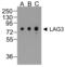Lymphocyte Activating 3 antibody, RF16082, ProSci, Western Blot image 