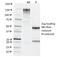 Tyrosyl-DNA Phosphodiesterase 2 antibody, 33-751, ProSci, Western Blot image 