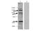 Histone Deacetylase 4 antibody, A00971, Boster Biological Technology, Western Blot image 