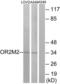 Olfactory Receptor Family 2 Subfamily M Member 5 antibody, LS-C120850, Lifespan Biosciences, Western Blot image 