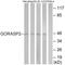 Golgi Reassembly Stacking Protein 2 antibody, A07850, Boster Biological Technology, Western Blot image 