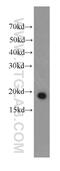 IL-17 antibody, 66148-1-Ig, Proteintech Group, Western Blot image 