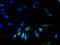 Gap Junction Protein Alpha 4 antibody, A59230-100, Epigentek, Immunofluorescence image 