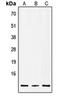 Insulin antibody, orb215482, Biorbyt, Western Blot image 