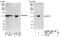 Signal-induced proliferation-associated protein 1 antibody, NBP1-18917, Novus Biologicals, Western Blot image 