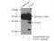 Transcription Elongation Factor A3 antibody, 17158-1-AP, Proteintech Group, Immunoprecipitation image 