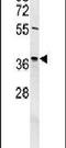 Exonuclease 5 antibody, PA5-23980, Invitrogen Antibodies, Western Blot image 