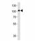 Prospero Homeobox 1 antibody, F47896-0.4ML, NSJ Bioreagents, Western Blot image 