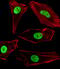 Small Ubiquitin Like Modifier 2 antibody, MBS9202693, MyBioSource, Immunofluorescence image 