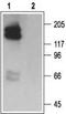 Potassium Voltage-Gated Channel Subfamily H Member 2 antibody, TA328933, Origene, Western Blot image 