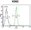 Transcription Factor 21 antibody, abx026335, Abbexa, Western Blot image 