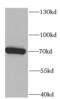Plastin 3 antibody, FNab06558, FineTest, Western Blot image 