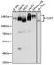 Calpastatin antibody, GTX64549, GeneTex, Western Blot image 