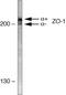 Tight Junction Protein 1 antibody, 61-7300, Invitrogen Antibodies, Western Blot image 