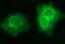 Scavenger Receptor Class B Member 1 antibody, LS-C788499, Lifespan Biosciences, Immunofluorescence image 