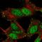 L3MBTL Histone Methyl-Lysine Binding Protein 4 antibody, HPA069042, Atlas Antibodies, Immunofluorescence image 