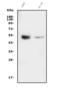 GATA Binding Protein 2 antibody, A01415-1, Boster Biological Technology, Western Blot image 