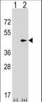 Septin 2 antibody, LS-C168968, Lifespan Biosciences, Western Blot image 