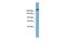 Transmembrane protein 2 antibody, GTX47035, GeneTex, Western Blot image 