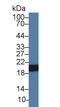 Heat Shock Protein Family B (Small) Member 6 antibody, LS-C297281, Lifespan Biosciences, Western Blot image 