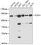 Folate Hydrolase 1 antibody, 18-999, ProSci, Western Blot image 
