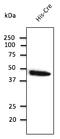 Cre Recombinase antibody, AB0124-200, Origene, Western Blot image 