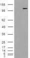 Mannosidase Alpha Class 2A Member 1 antibody, EB08228, Everest Biotech, Western Blot image 