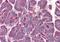 Platelet Activating Factor Acetylhydrolase 1b Regulatory Subunit 1 antibody, NB100-1040, Novus Biologicals, Immunohistochemistry paraffin image 
