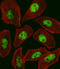 Regulatory Factor X1 antibody, LS-C162557, Lifespan Biosciences, Immunofluorescence image 