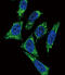 Midkine antibody, LS-C164107, Lifespan Biosciences, Immunofluorescence image 